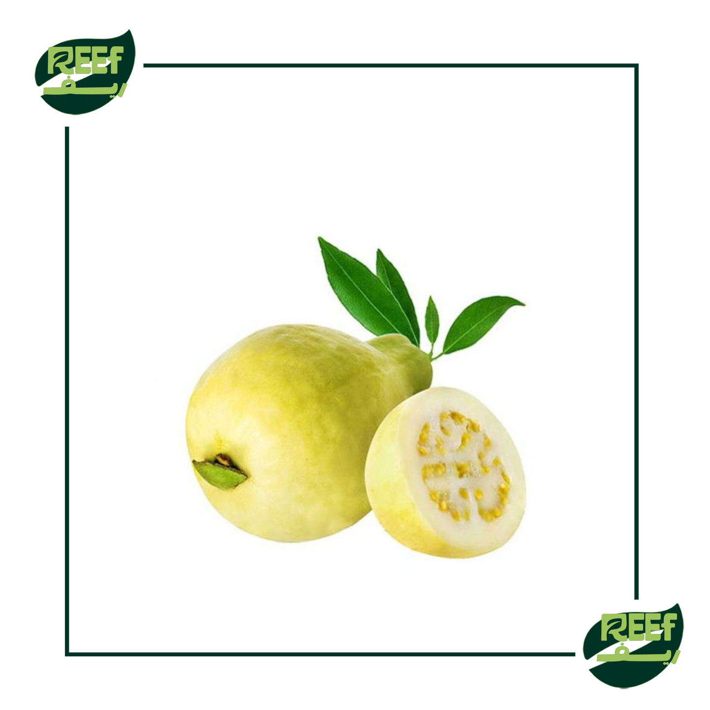 جوافه بلدي من ريف 1 كجم