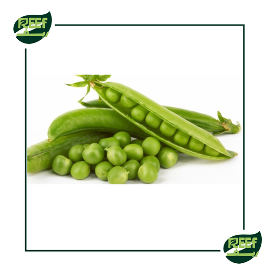 بسله خضرا من ريف 1 كجم