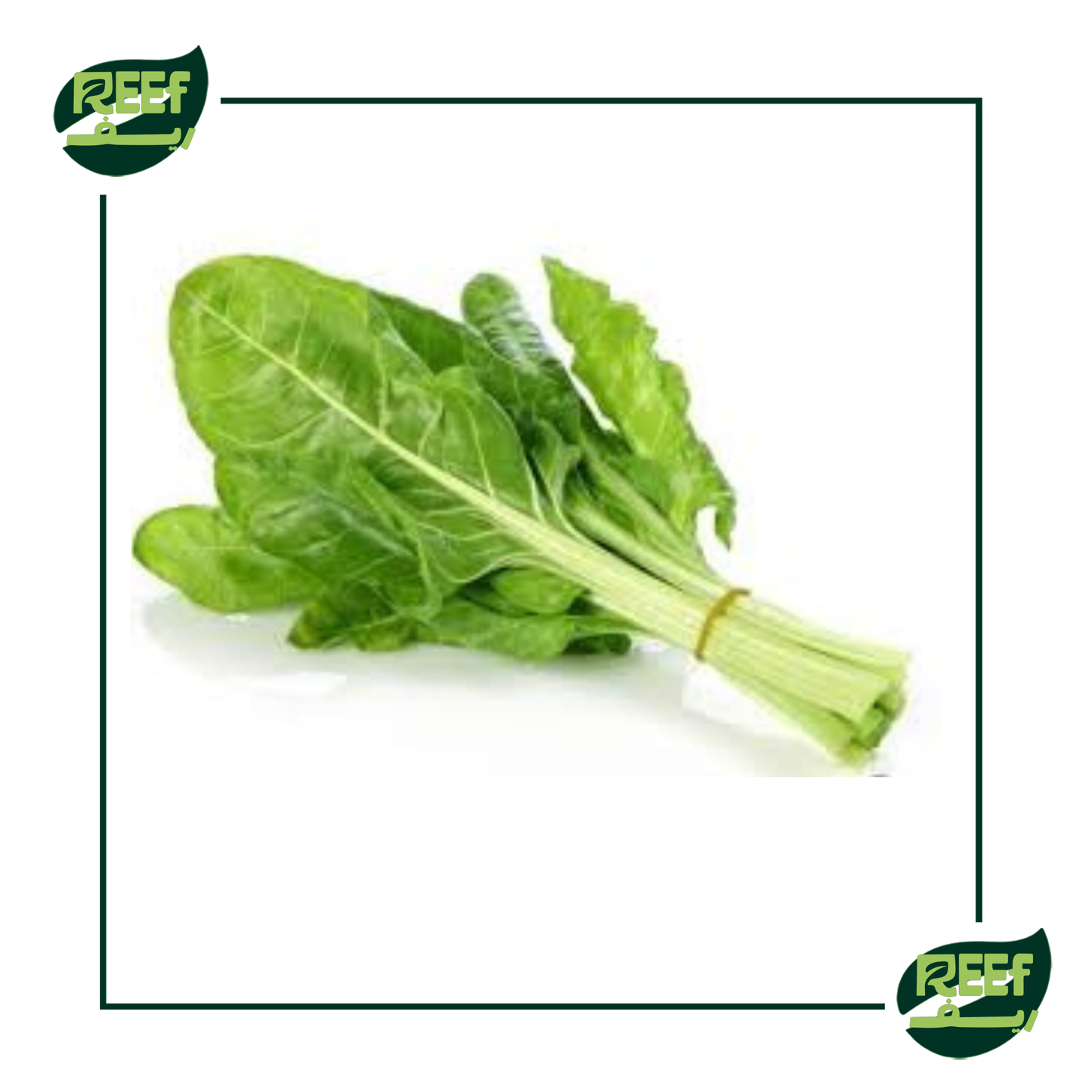 ريف سلق 1 قطعه