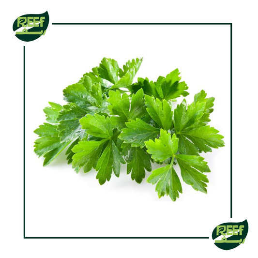 كزبره من ريف 100 جرام