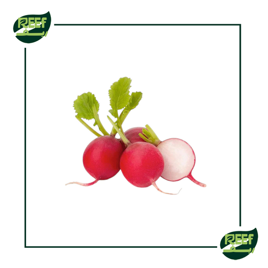 فجل احمر من ريف 1 كجم