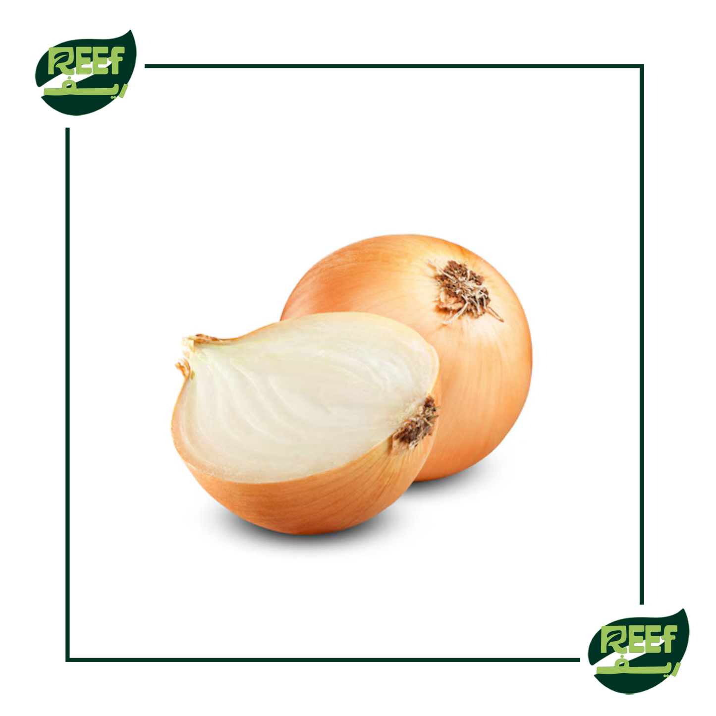 بصل ابيض من ريف 1 كجم