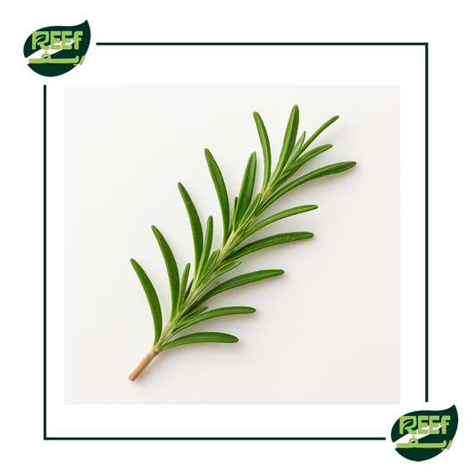 روزماري من ريف 100 جرام