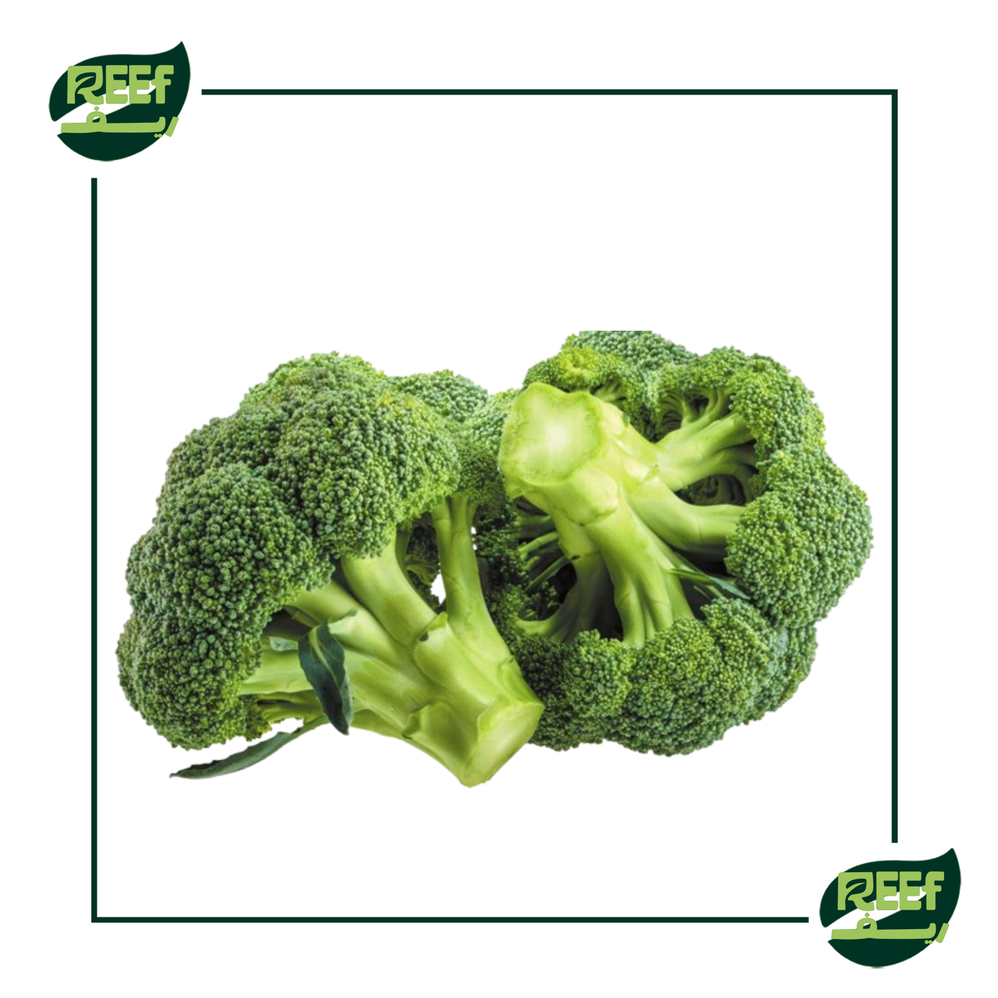 ريف بروكلي 1 قطعة